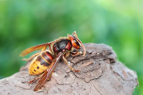 Monnick Supply - Bee