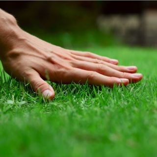 Dormant Lawn Seeding in February