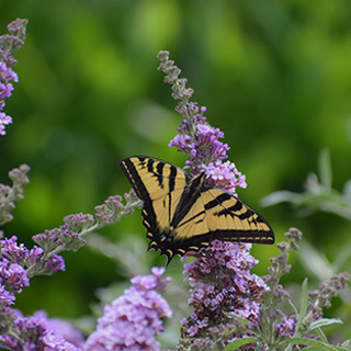 How Start Your Own Pollinator Garden