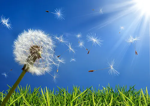 Monnick Supply - Getting Rid Of and Prevent Dandelions