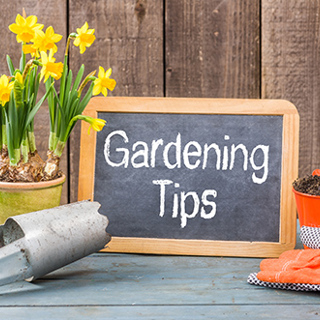 Top Gardening Tips for Beginners