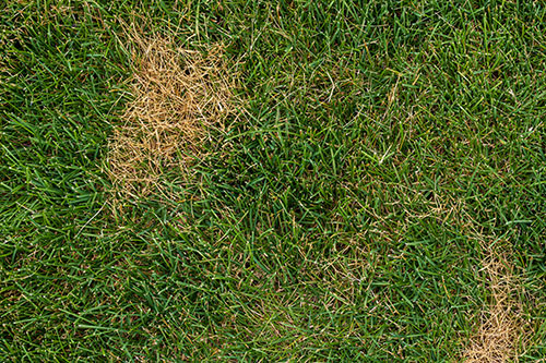 Monnick Supply - Brown Spots in the Lawn