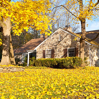 Fall Lawn Care