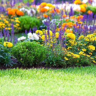 Dividing Perennials Plants