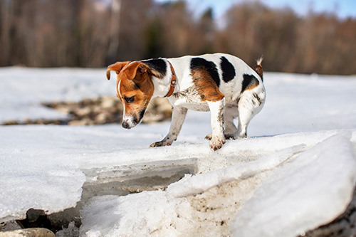 Monnick Supply - Pet Safe Ice Melt