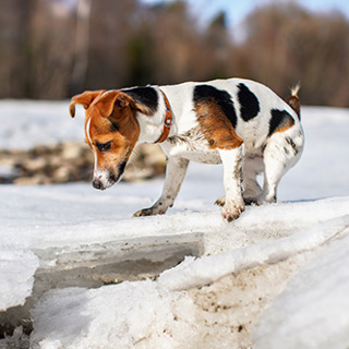 Keep Your Pet and Your Driveway Safe With These Pet-Safe Ice Melts