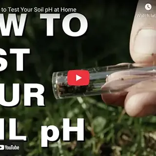 How to Test Your Soil PH
