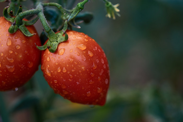 Monnick Supply - Healthy Tomatoes