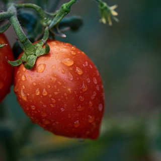 Keeping Tomatoes Healthy in All This Rain!