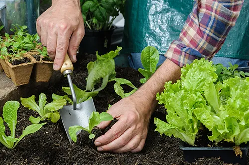 Monnick Supply in Marlborough or
Framingham - Fall Vegetable Gardening: Grow Fresh Food Into the Cooler Months