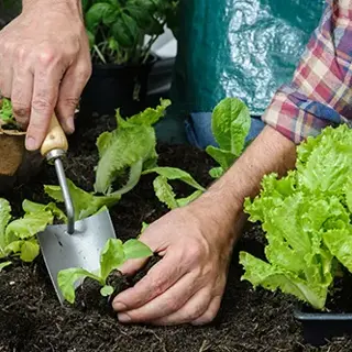 Fall Vegetable Gardening: Grow Fresh Food Into the Cooler Months